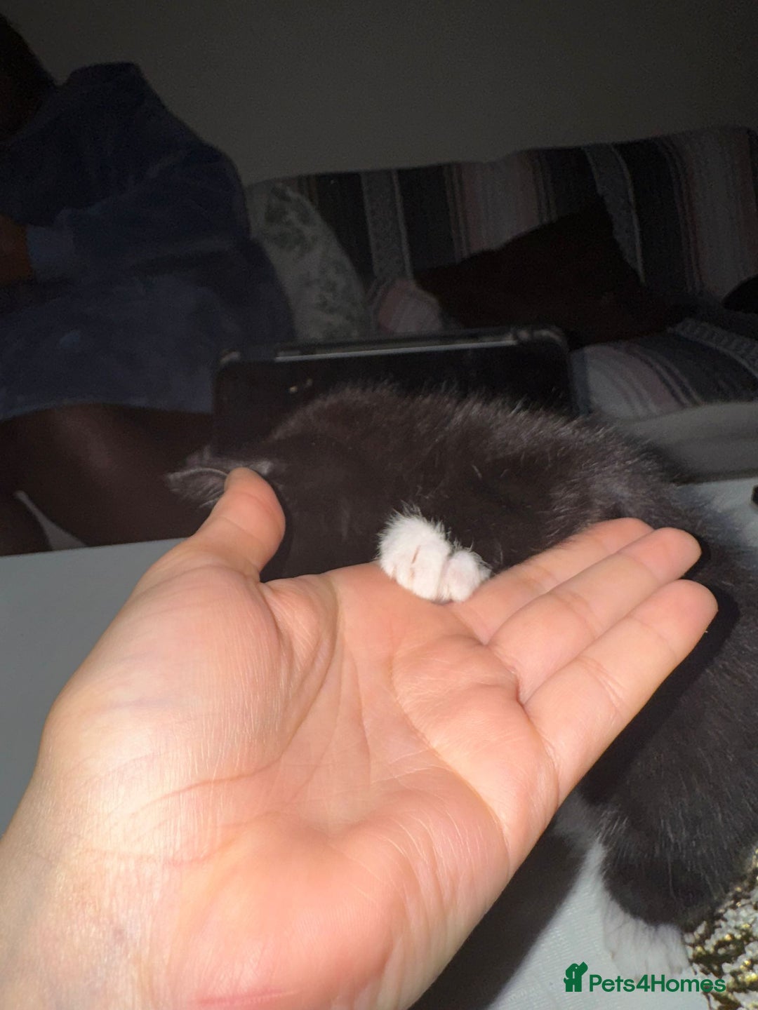 British Shorthair cats for sale: Adorable Kittens Looking for Their Forever Homes - Advert 5