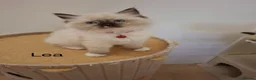 Ragdoll cats for sale: Purebread Ragdoll Kittens  in Normanton - Advert 14