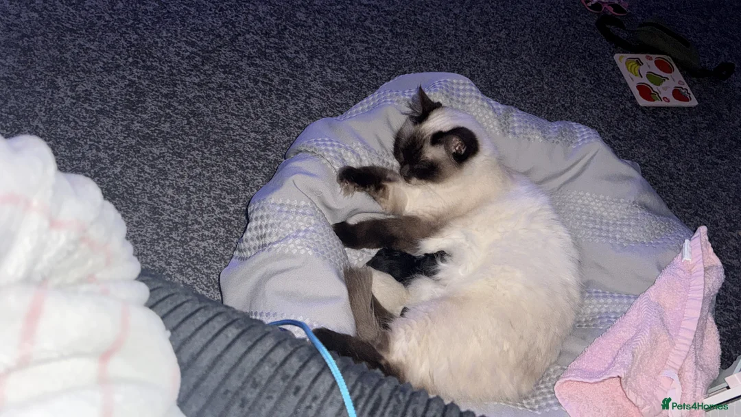 Mixed Breed cats for sale: Half ragdoll kittens🤍 - Advert 5