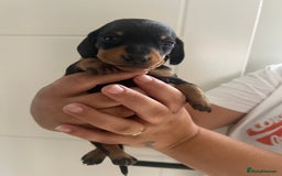 Miniature Dachshund dogs for sale: Champion line miniature Dachshunds KCREG PRACLEAR  - Image 33