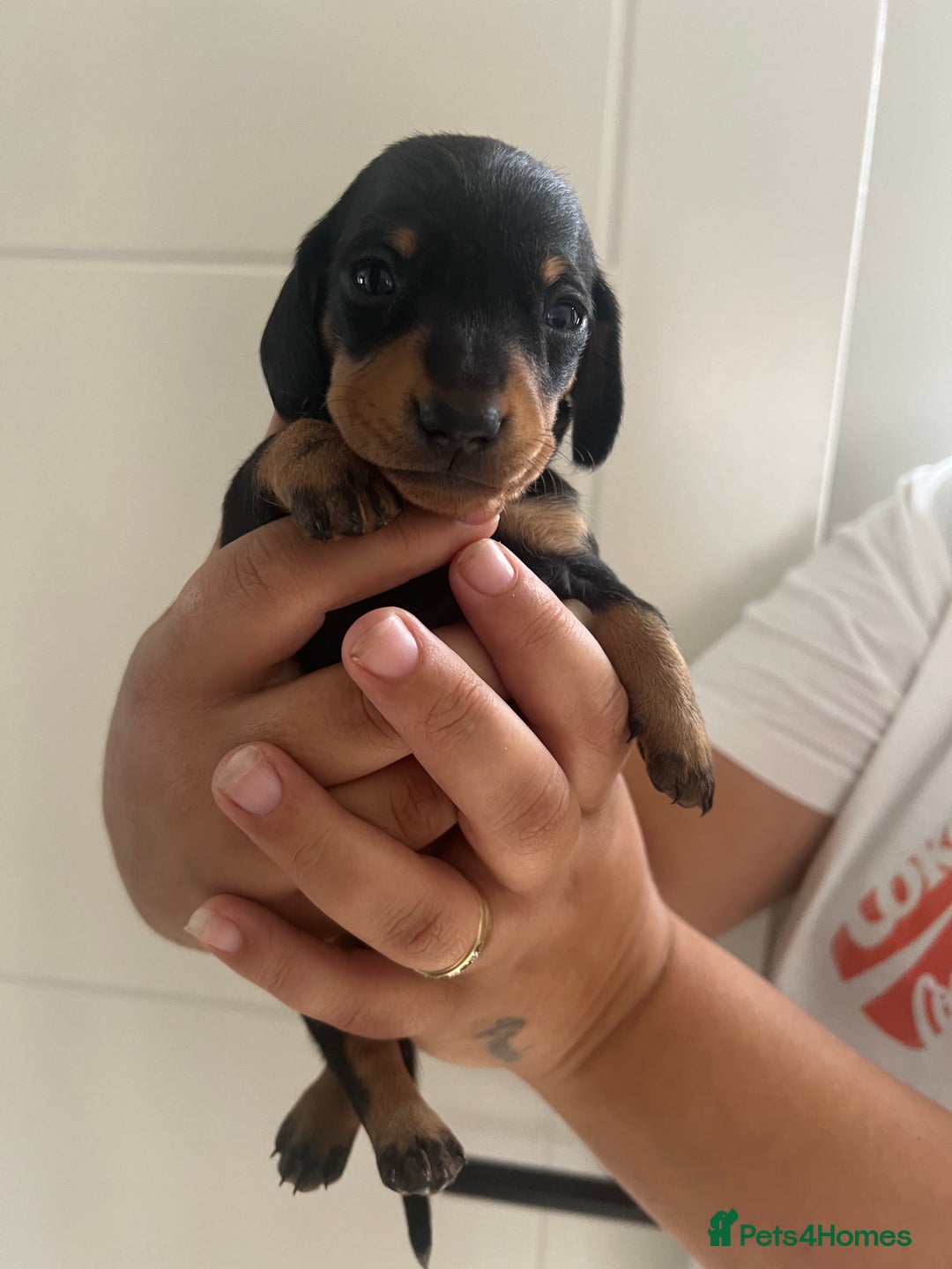 Miniature Dachshund dogs for sale: Champion line miniature Dachshunds KCREG PRACLEAR  - Image 33