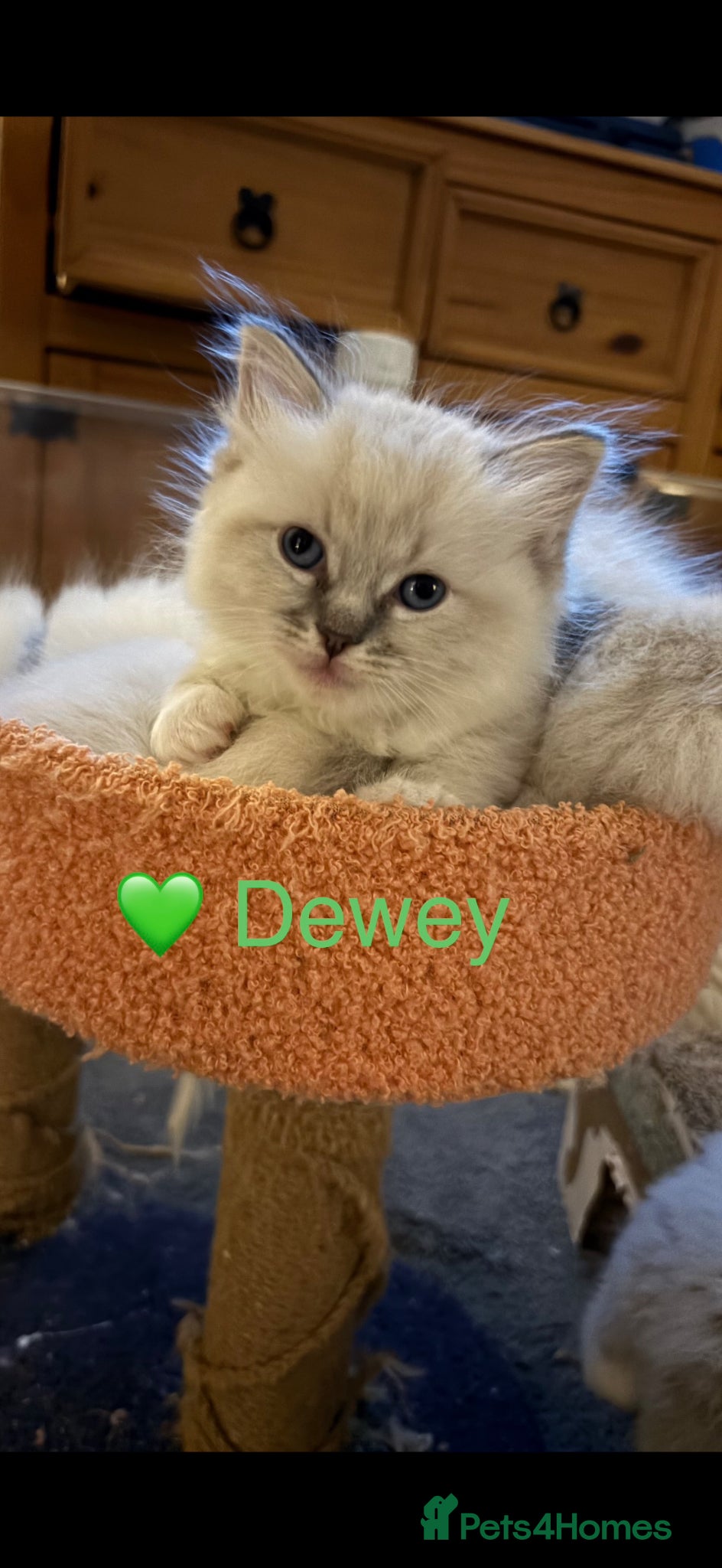 Ragdoll cats GCCF Registered - blue Ragdoll’s  - Advert 10