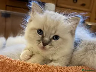 Ragdoll cats GCCF Registered - blue Ragdoll’s - Advert 10