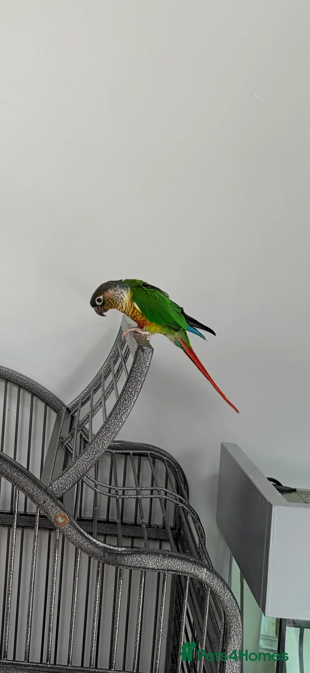 Conures birds for sale: Green Cheek Conure in Manchester - Advert 2