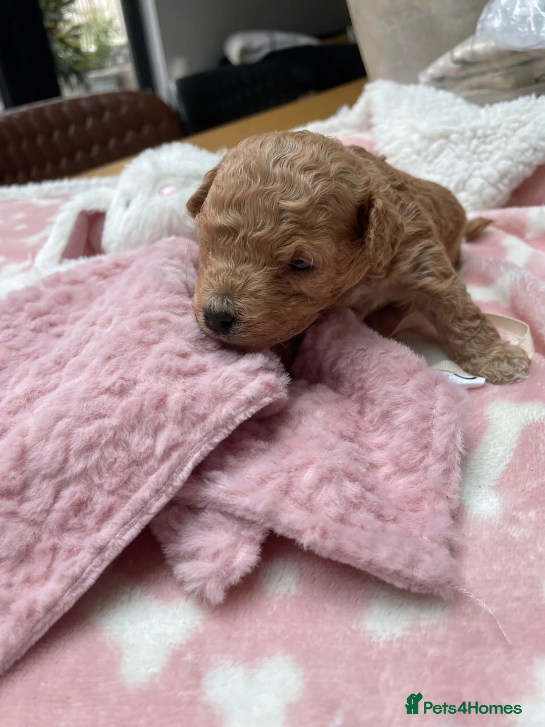 Mixed Breed dogs for sale: Malitpoos Puppies for sale  - Advert 2