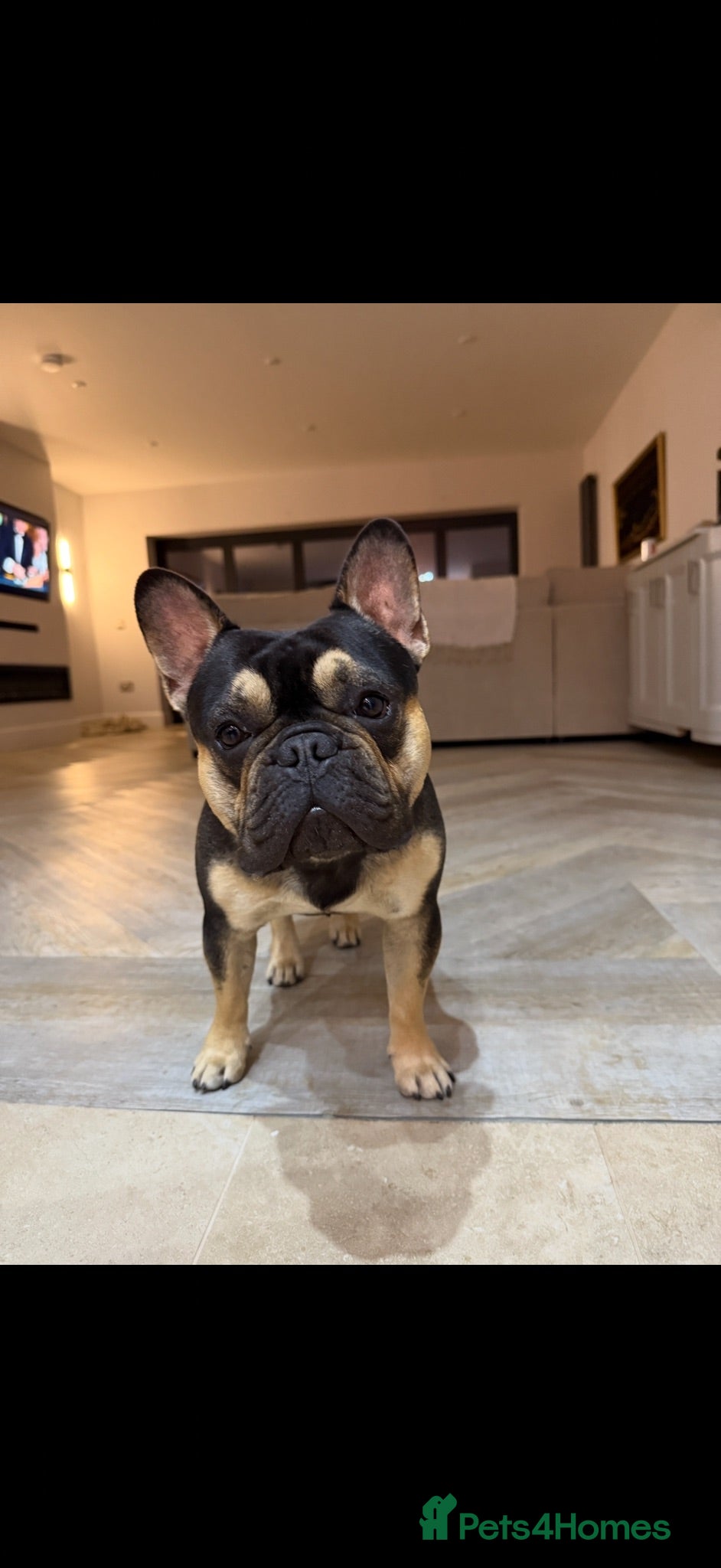 French Bulldog dogs 🐾 FRENCH BULLDOG AVAILABLE AT STUD 🐾 - Advert 1