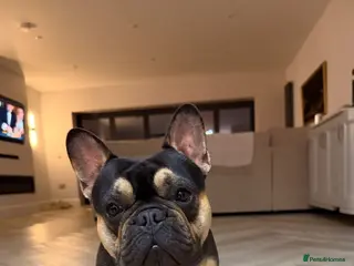 French Bulldog dogs 🐾 FRENCH BULLDOG AVAILABLE AT STUD 🐾 - Advert 6