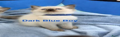 Ragdoll 4