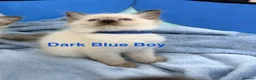 Ragdoll cats for sale: Purebred Ragdoll Kittens  - Advert 19