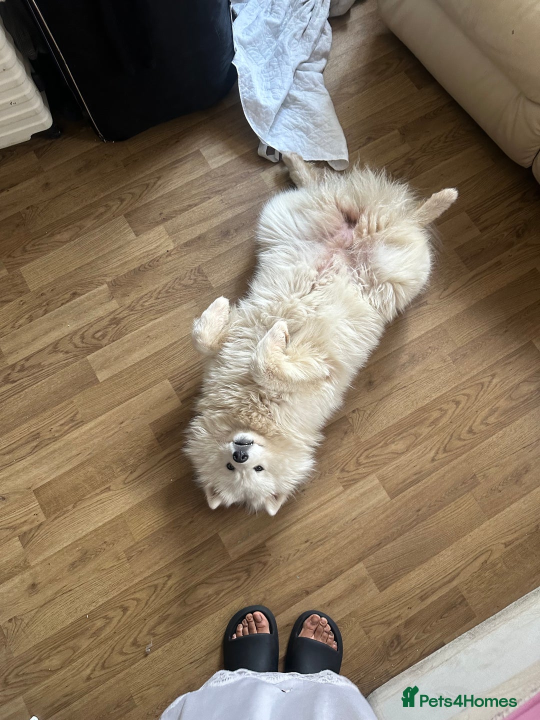 Samoyed dogs for sale: URGENT: 1-Year-Old Dog Needs Home in 7 Days - Advert 5