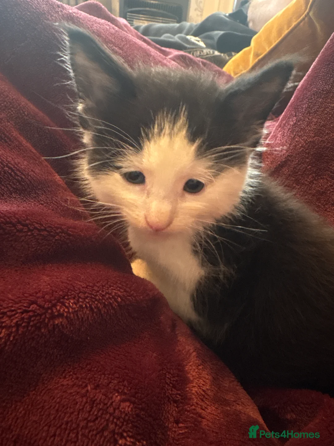 Mixed Breed cats for sale: One boy tuxedo kitten  - Advert 2