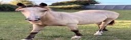 Welsh Section D horses for sale: Welsh part bred gelding  - Advert 5