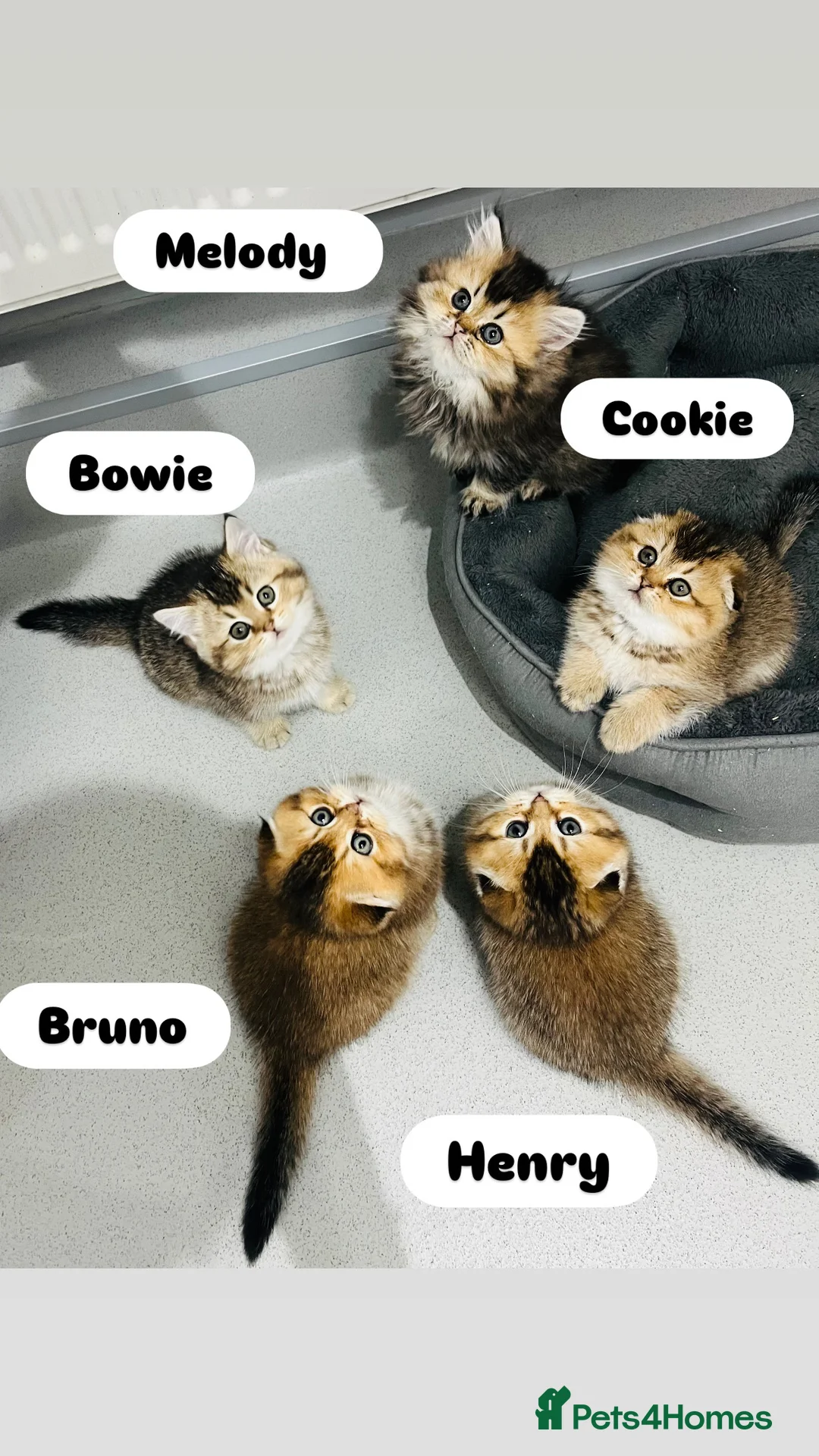 Scottish Fold cats for sale: TICA registered Pedigree boy kitten  - Advert 20