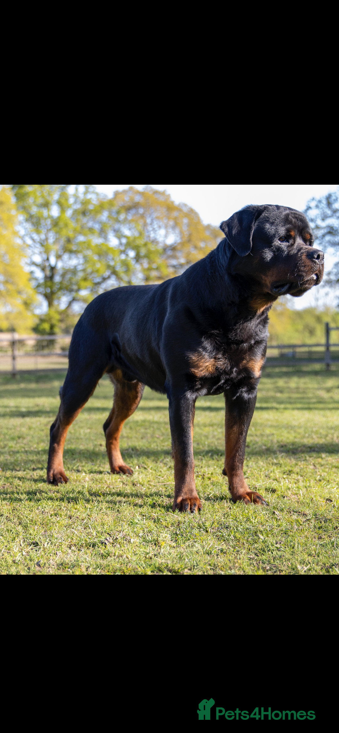 Rottweiler dogs for stud: Proven kc reg Health tested hip and elbow scored in Windsor - Image 4