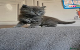 British Shorthair cats for sale: Gorgeous half British short-hair kittens - Image 9