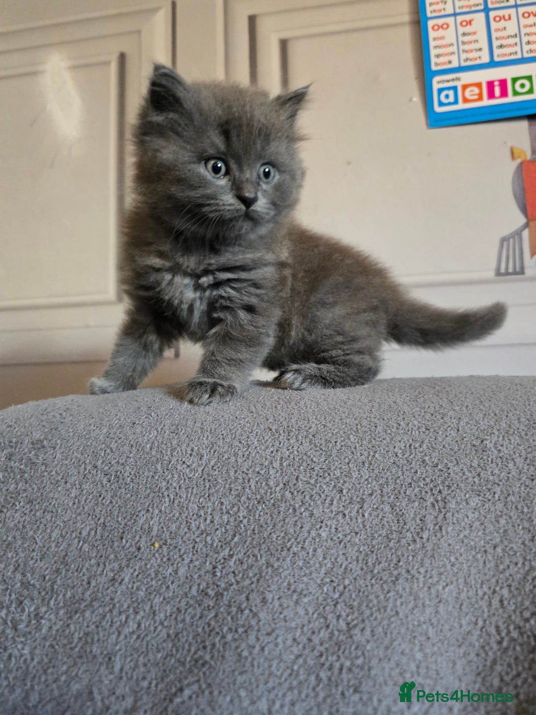 British Shorthair cats for sale: Gorgeous half British short-hair kittens - Image 9