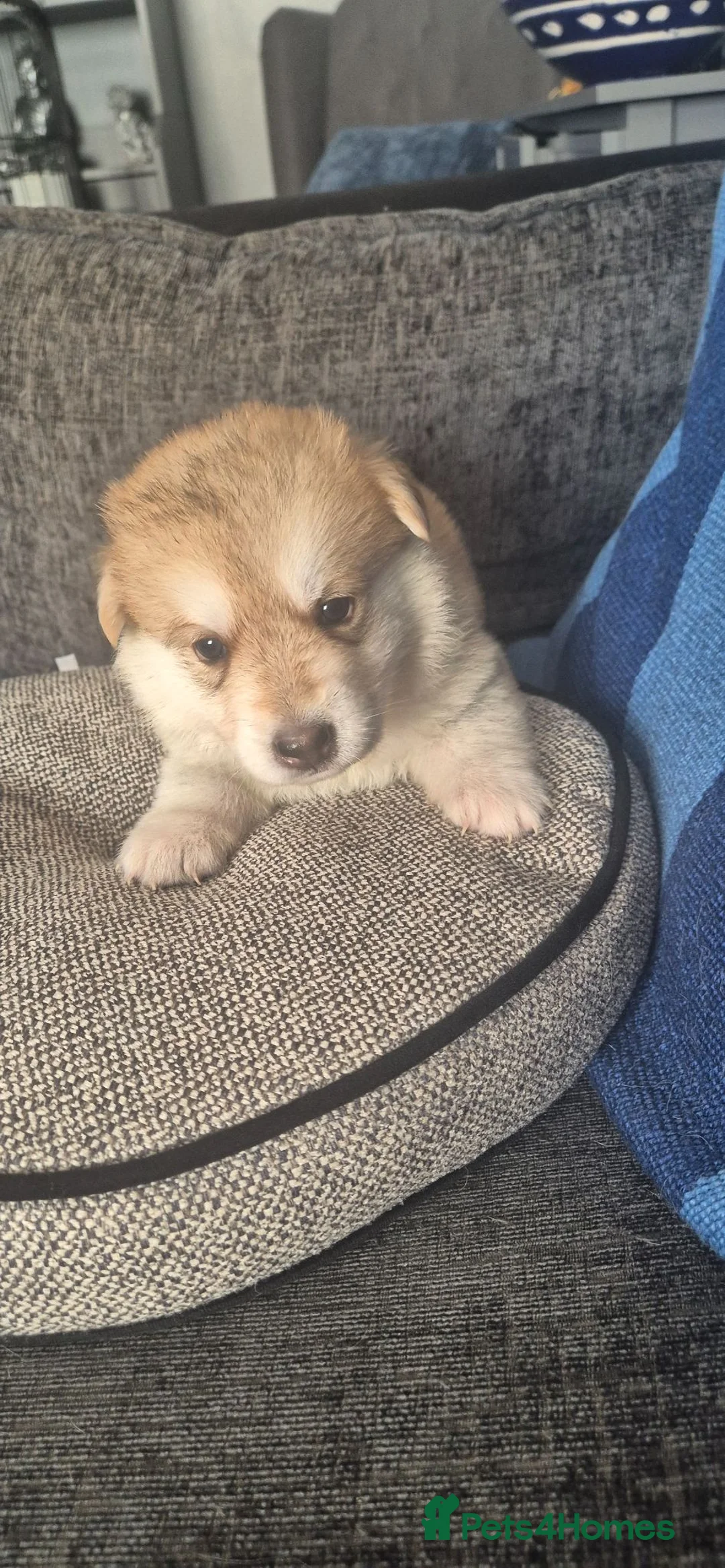 Mixed Breed dogs for sale: Pups  mum gsdx Alaskan malamute Dad is full gsd  - Advert 40