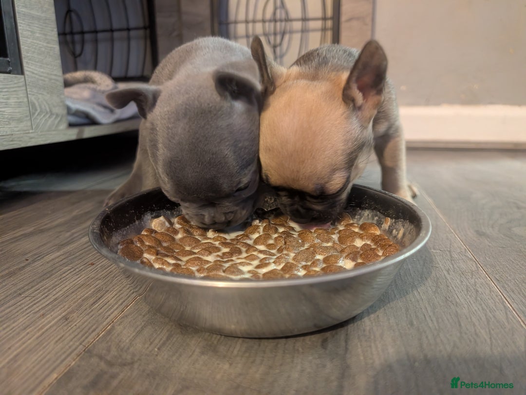 Mixed Breed dogs for sale: Beautiful french bulldog x pocket bully pups - Advert 5
