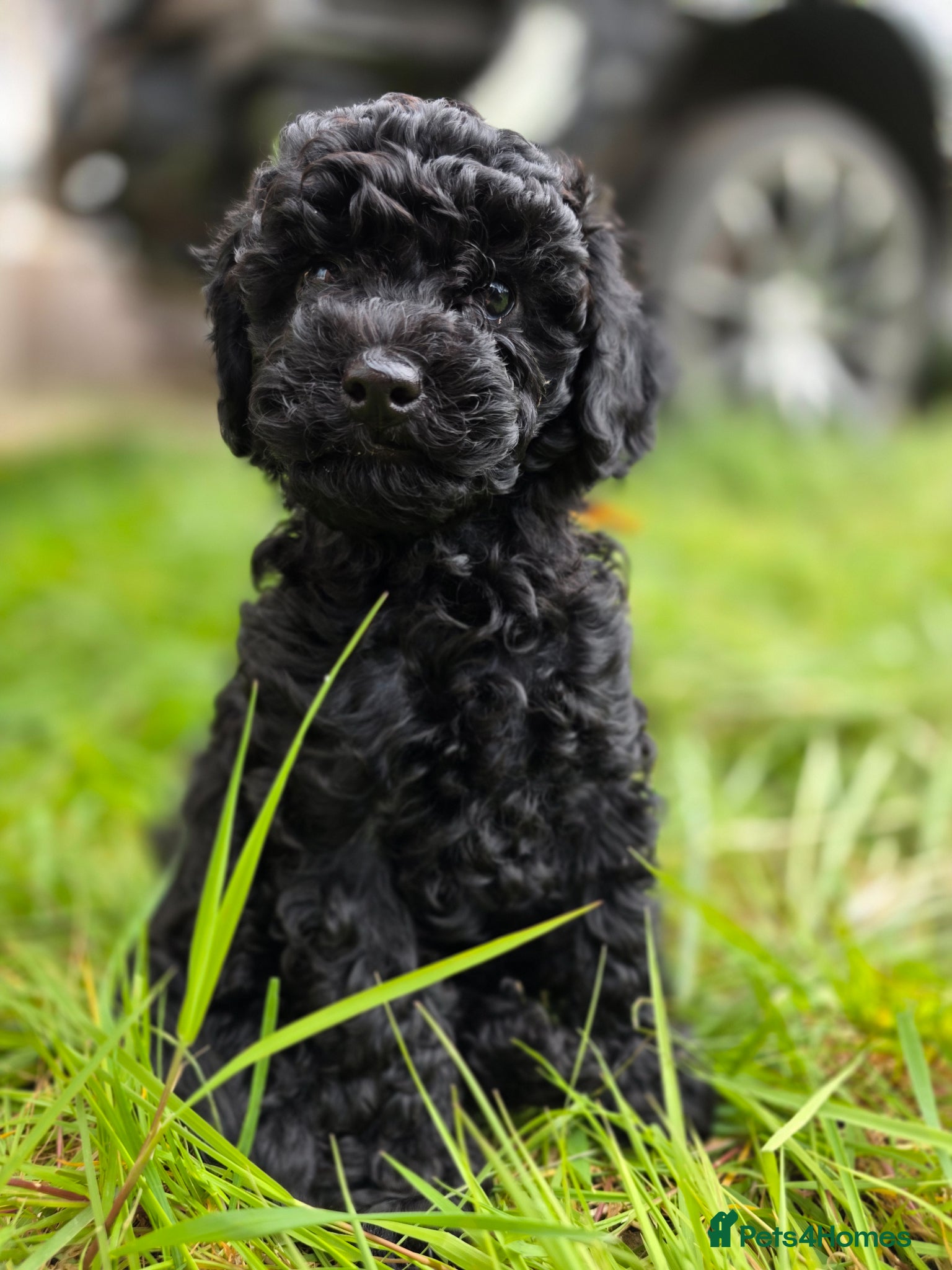 Toy Poodle dogs Toy Poodle  - Advert 2