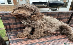 Mixed Breed dogs for sale: Cockapoo x Maltese (Maltipoo) - Image 20