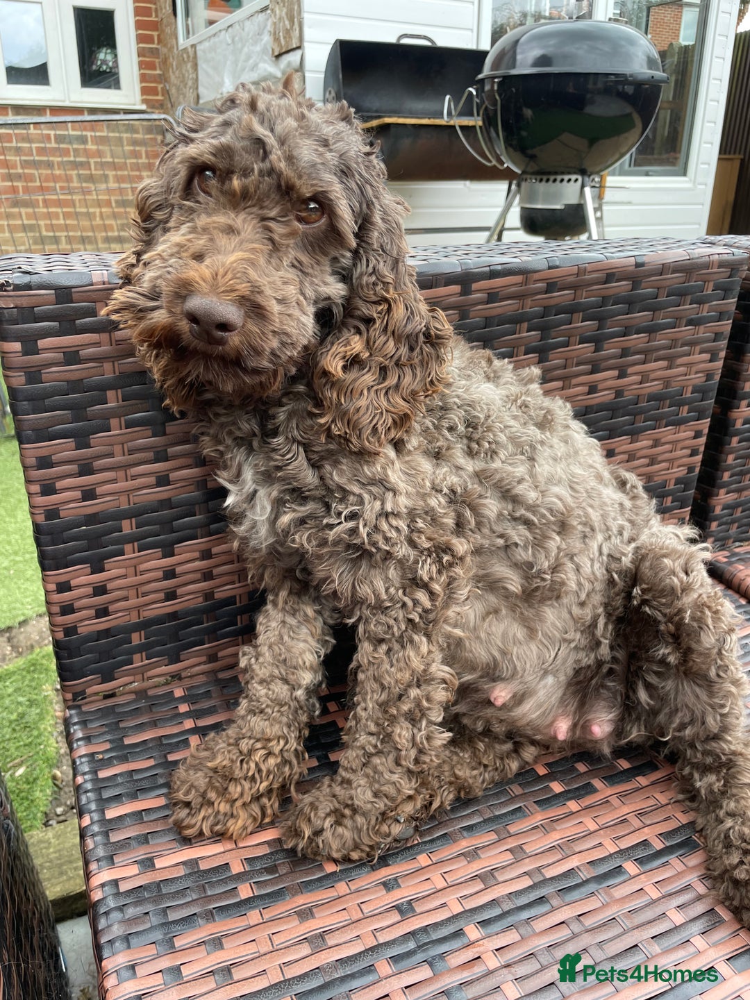 Mixed Breed dogs for sale: Cockapoo x Maltese (Maltipoo) - Image 20