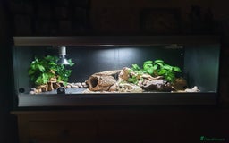 Leopard Gecko reptiles for sale: Leopard Gecko - Advert 2