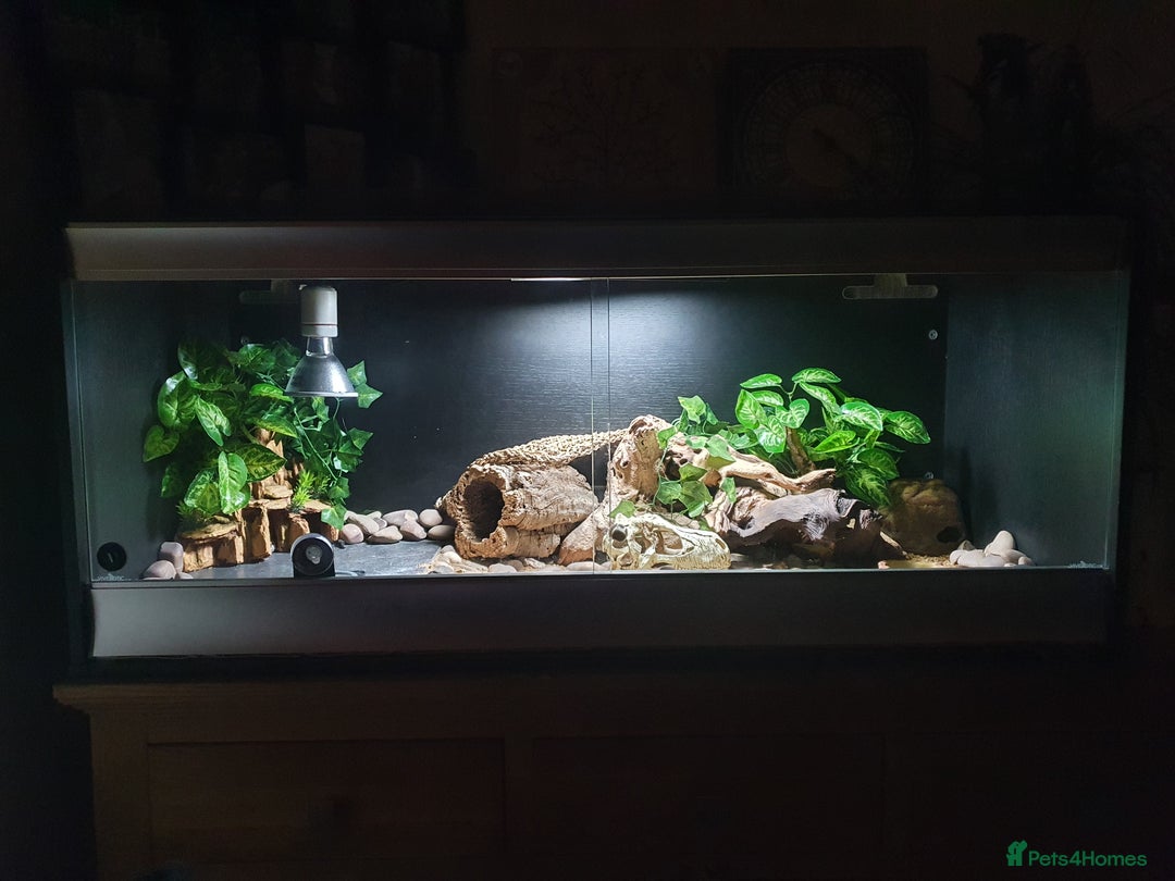 Leopard Gecko reptiles for sale: Leopard Gecko - Advert 2