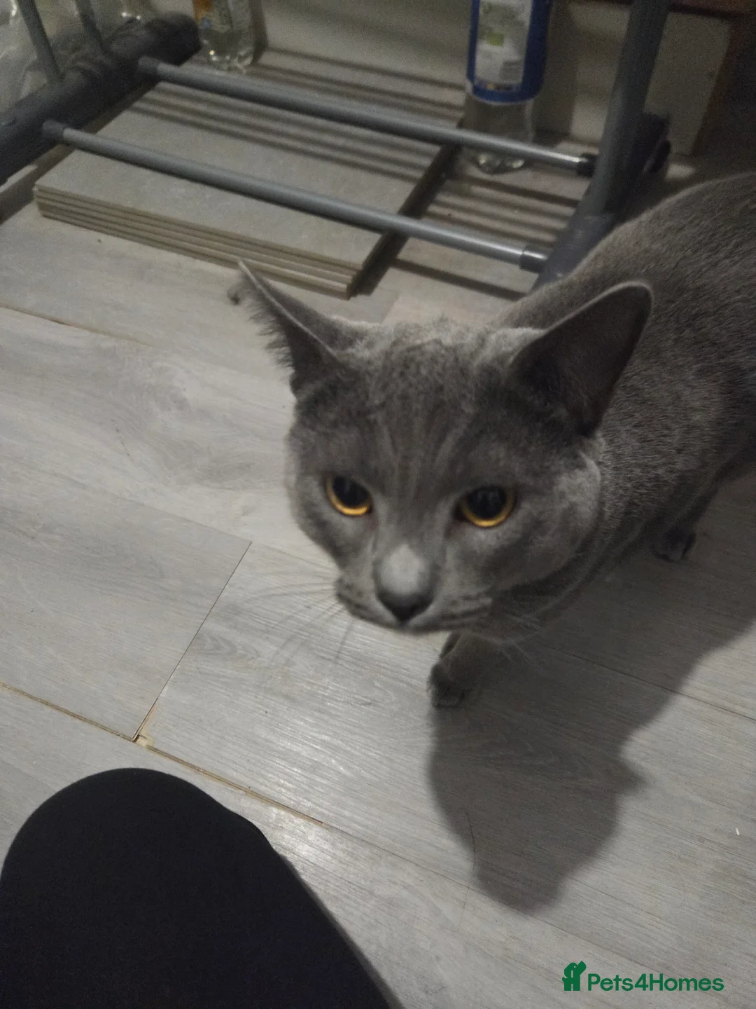 British Shorthair cats for sale: British blue not registered - Advert 3