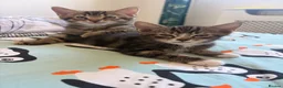 Domestic Shorthair cats for sale: Beautiful little kittens - Advert 6
