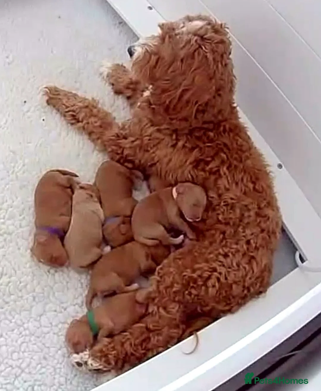 Australian Labradoodle dogs for sale: Australian Labradoodles - Advert 2