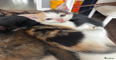 Mixed Breed cats - Advert 10
