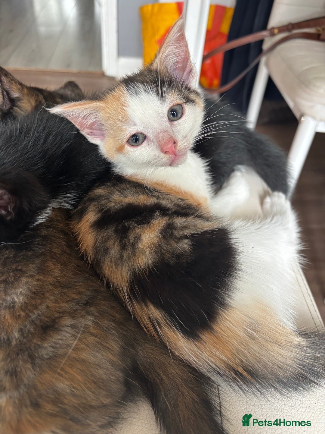 Mixed Breed cats for sale: Beautiful mixed colour kitten - Image 3