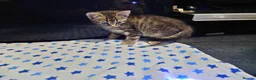 European cats for sale:  ** s in West Bromwich - Advert 2