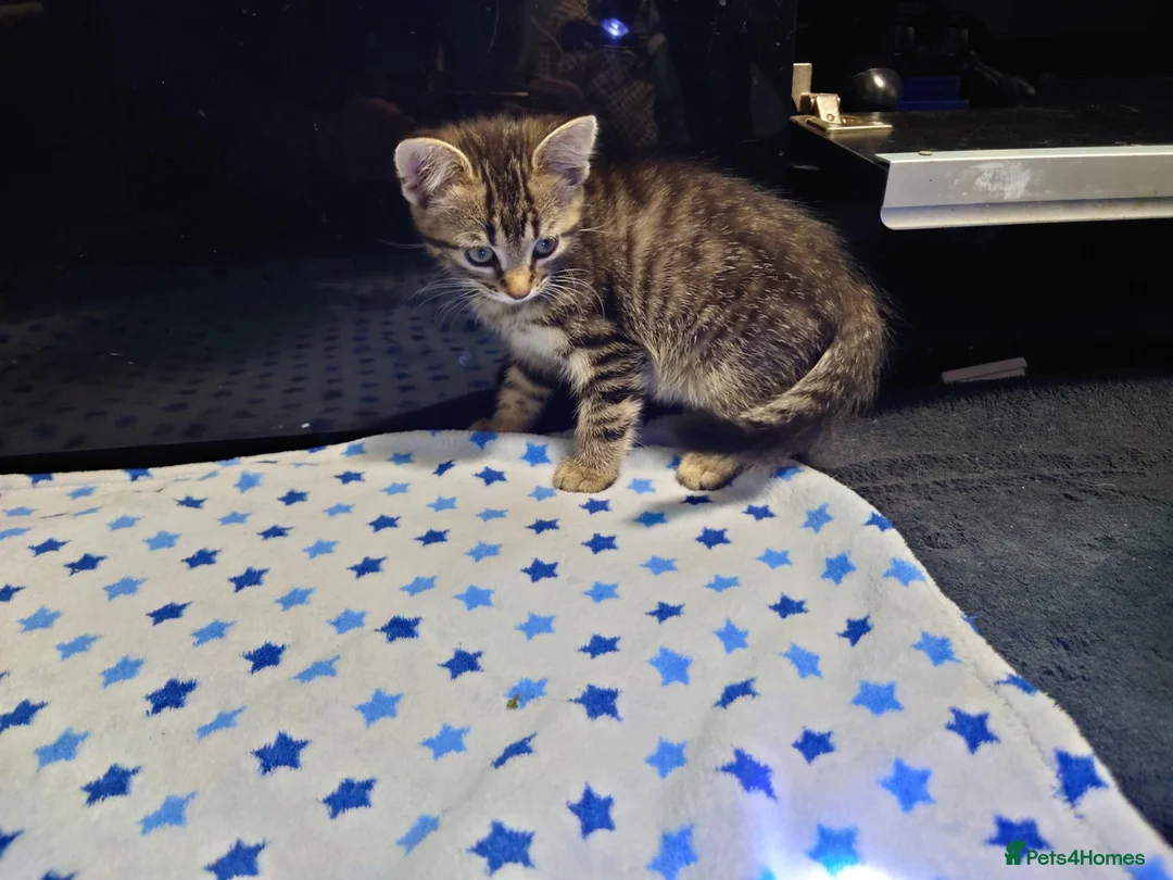 European cats for sale:  ** s in West Bromwich - Advert 2