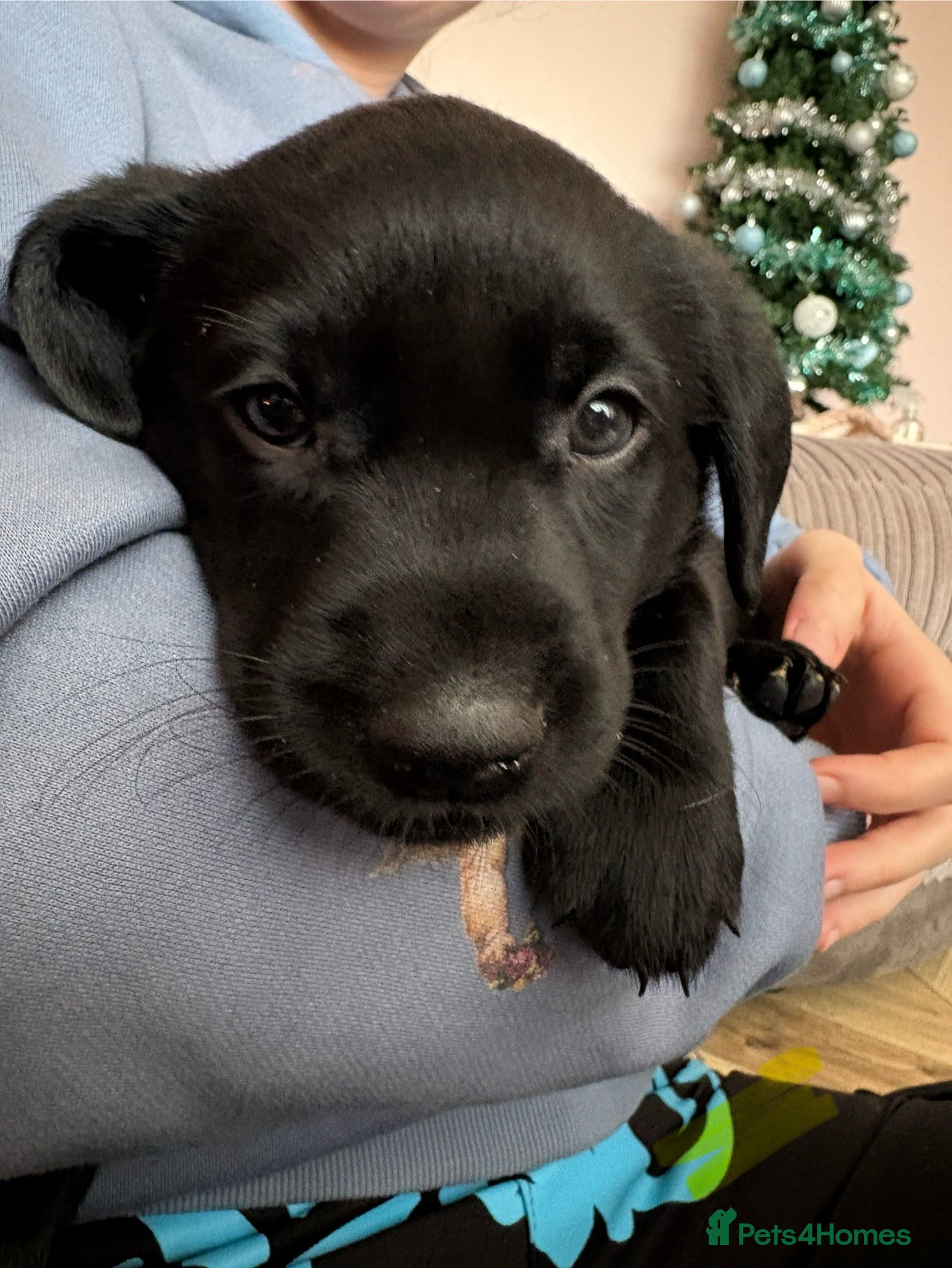 Labrador Retriever dogs Gorgeous chunky black lab pups🖤 - Advert 1