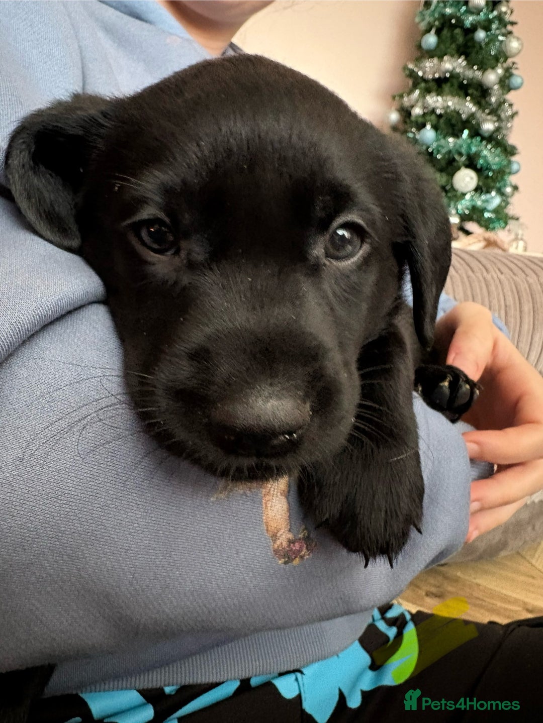 Labrador Retriever dogs for sale: Gorgeous chunky black lab pups🖤 - Advert 2