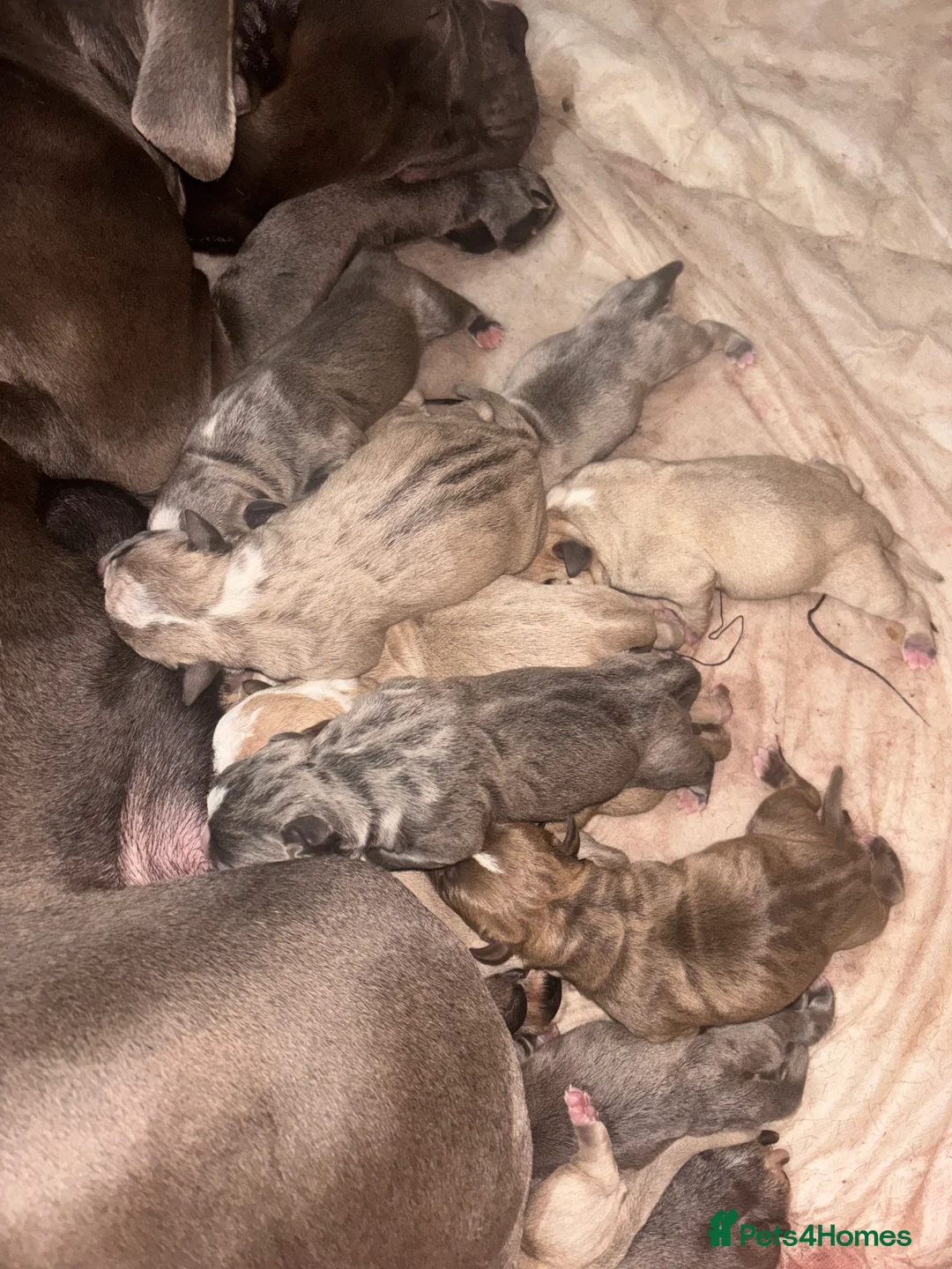 Mixed Breed dogs for sale: American bulldog cross American staff  - Advert 13