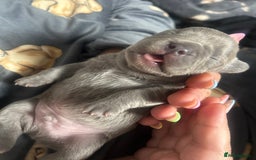 French Bulldog dogs for sale: Beautiful French bulldogs seek homes - Image 4