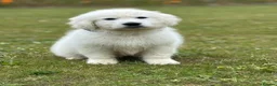Golden Retriever dogs for sale: Stunning show type white boy fully vaccinated  - Advert 4