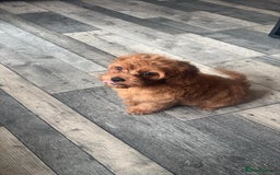 Cavapoo dogs for sale: Ready now Extensively tested f1 cavapoo puppies - Image 12