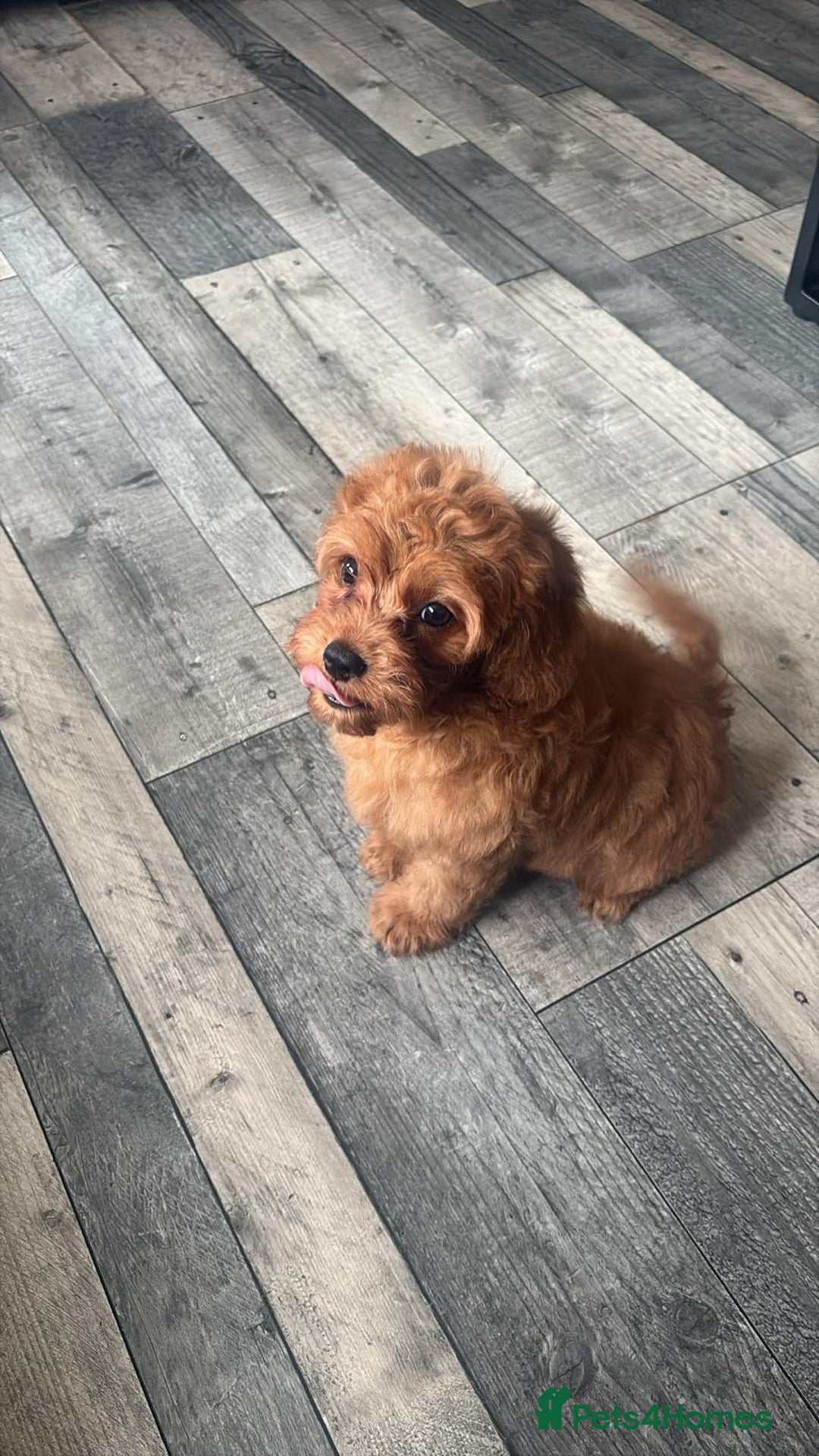 Cavapoo dogs for sale: Ready now Extensively tested f1 cavapoo puppies - Image 12