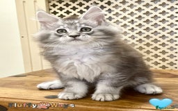 Maine Coon cats for sale: 🐾🦁 *TICA* MAINE COON KITTENS 🧬 DNA CLEAR 🦁🐾 - Image 16