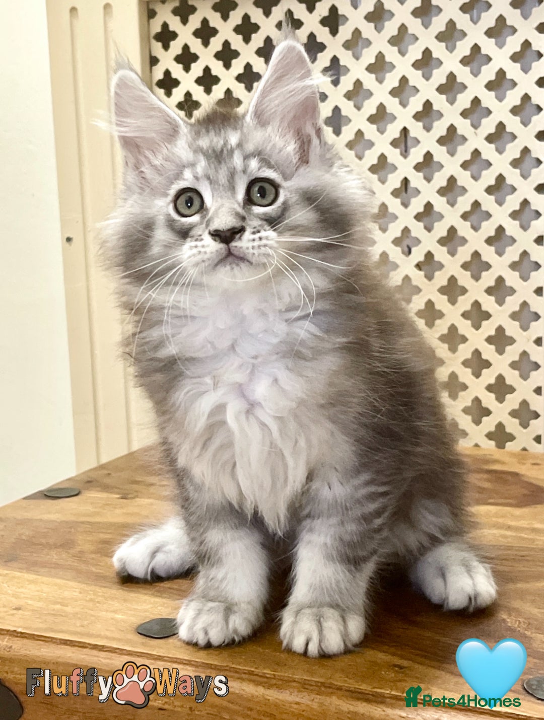 Maine Coon cats for sale: 🐾🦁 *TICA* MAINE COON KITTENS 🧬 DNA CLEAR 🦁🐾 - Image 16