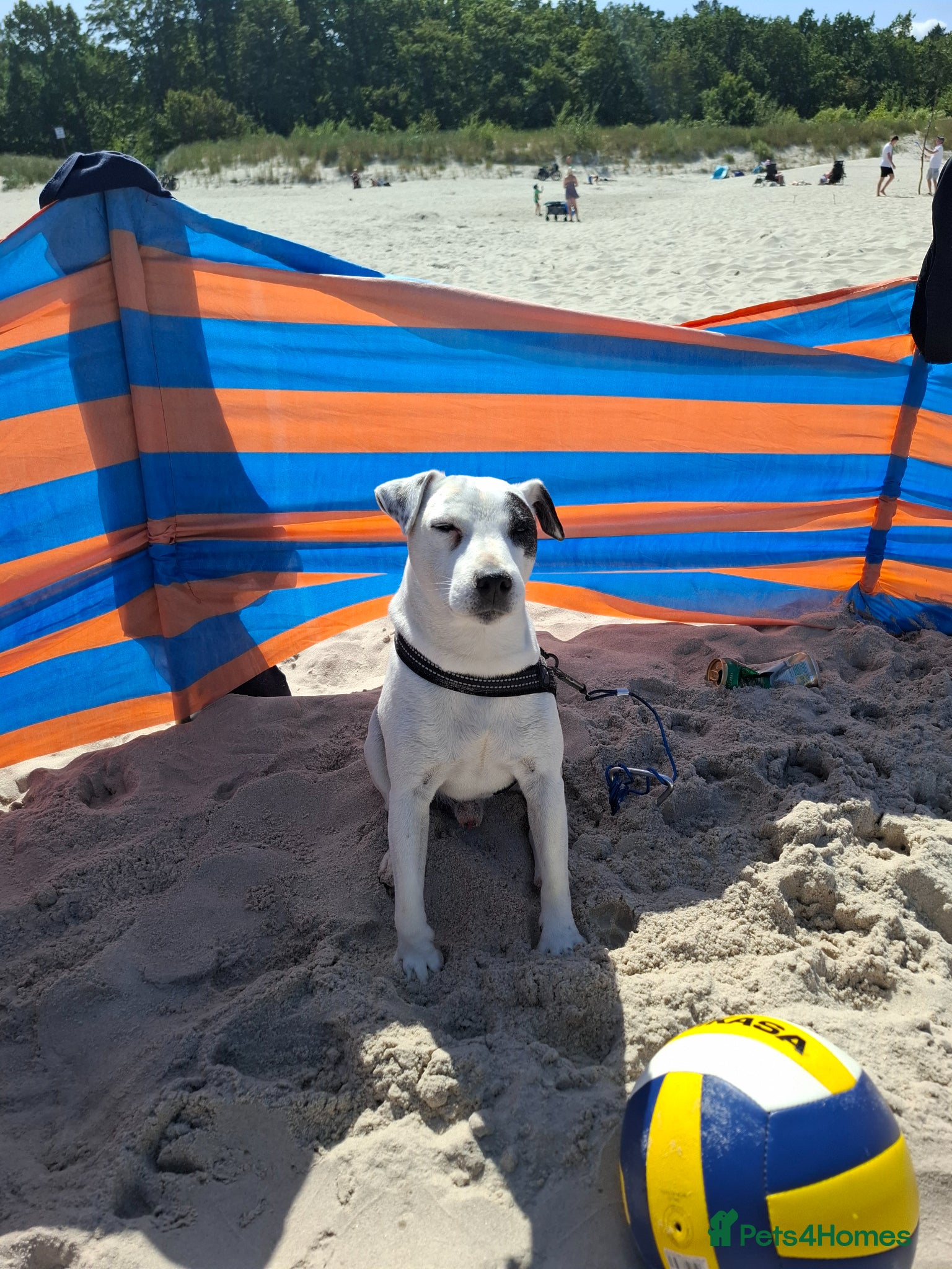 Jack Russell dogs Reksio    - Advert 1