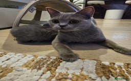 British Shorthair cats for sale: Quality British Shorthair Blue Kittens - Image 15
