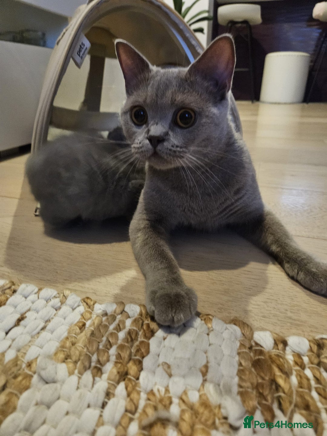 British Shorthair cats for sale: Quality British Shorthair Blue Kittens - Image 15