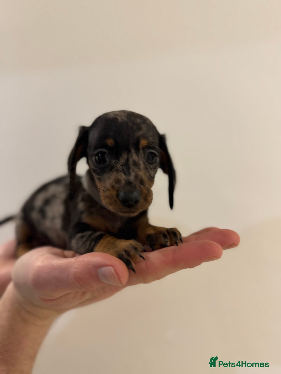 Miniature Dachshund dogs for sale: KC registered miniature dachshunds - Advert 2