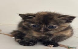 Mixed Breed cats for sale: Ragdoll x British Longhair x Moggie - Image 8