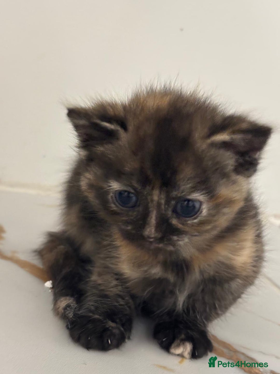 Mixed Breed cats for sale: Ragdoll x British Longhair x Moggie - Image 8