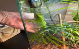 Gecko reptiles for sale: Phelsuma Grandis juvenile geckos - Image 1